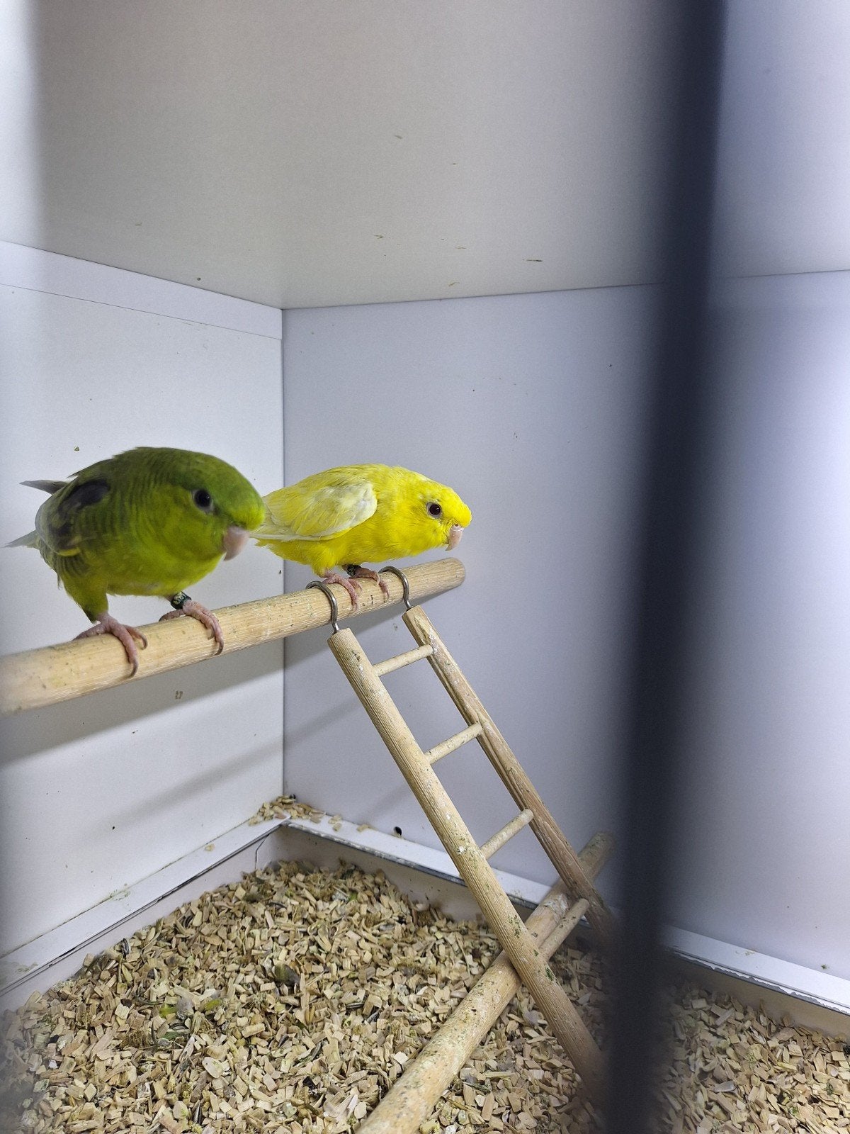 jong koppel catharina parkieten., Meerdere dieren, Parkiet, Geringd