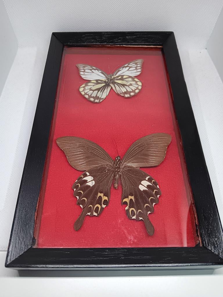 Lijst met 2 Vlinders / Vlinder (CITES-vrij), Ophalen of Verzenden, Gebruikt, Insect, Overige typen