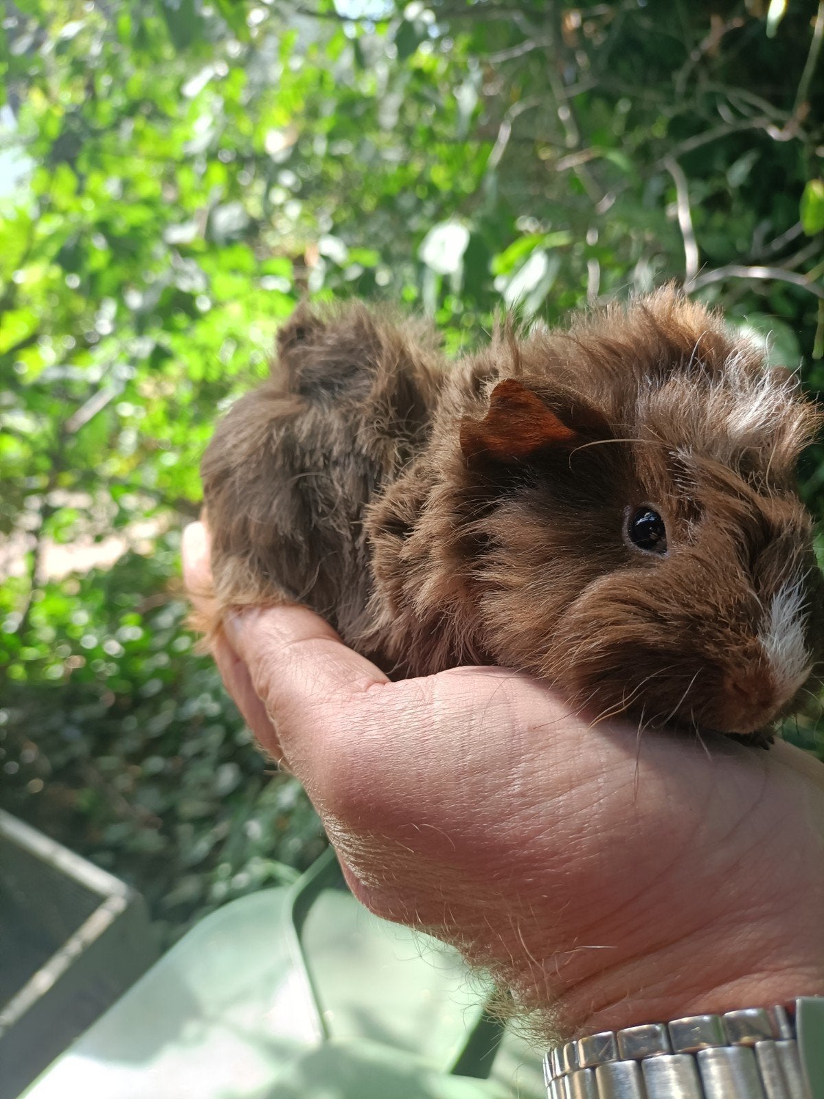Jong cavia beertje, Juli, Mannelijk, Cavia