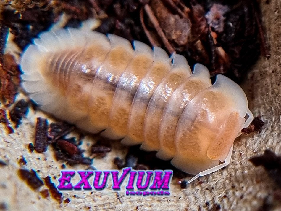 Cubaris sp. Snow Queen isopods / pissebedden, Overige soorten