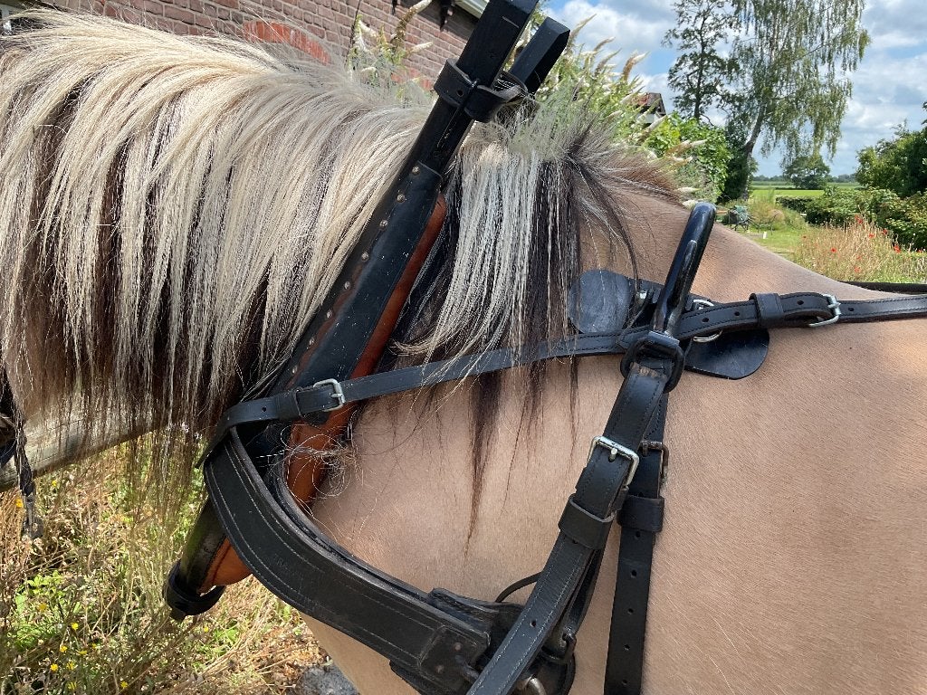 Paardentuig Noors, Dieren en Toebehoren, Paarden en Pony's | Hoofdstellen en Tuigage, Ophalen, Overige disciplines, Zwart, Borsttuig