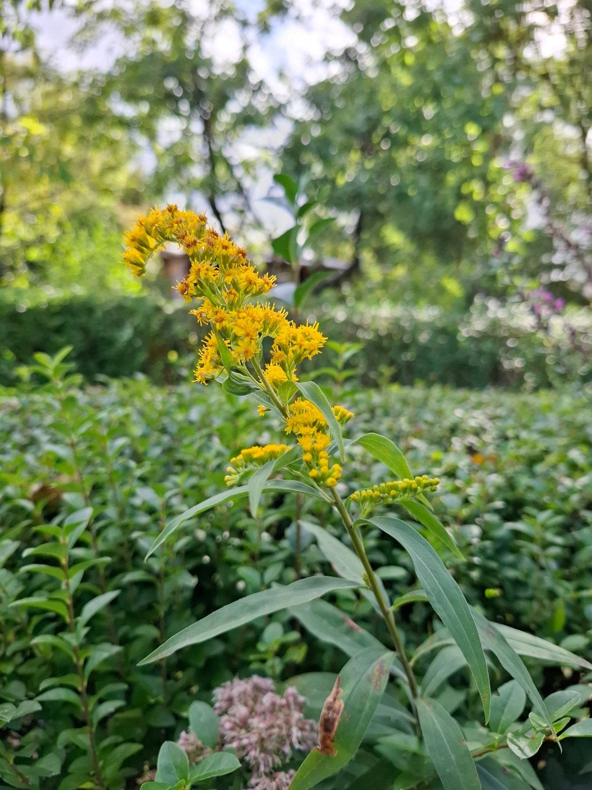 Guldenroede planten, Tuin en Terras, Planten | Bomen, Ophalen, Volle zon, Overige soorten, 100 tot 250 cm