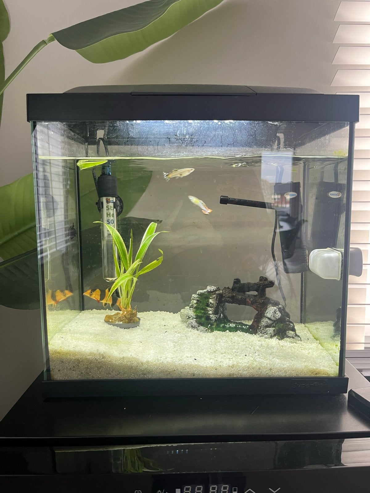 Vissen aquarium +5 vissen. Toebehoren, Ophalen