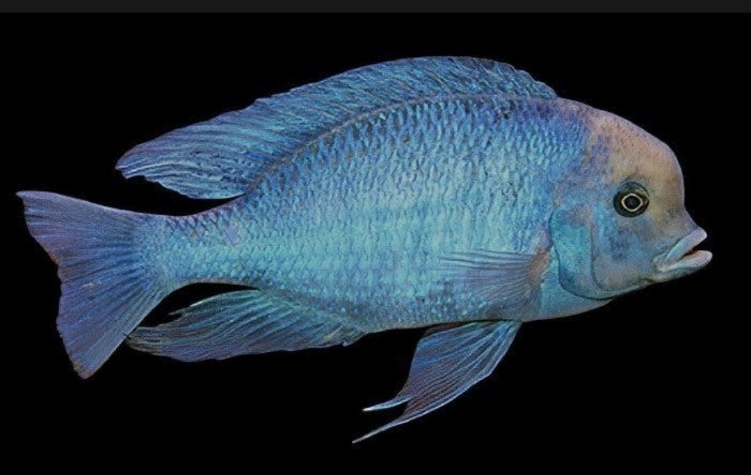 Cyrtocara moorii 8-13 cm  Dolfijn Cichlide 4st
Malawi, Vis