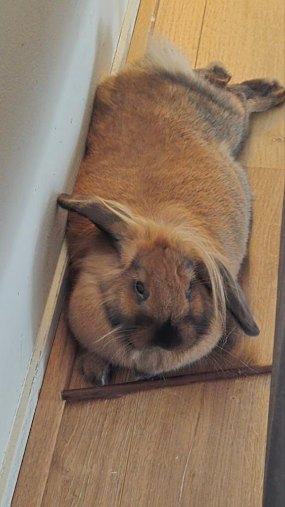 Konijn Jessy incl Kooi en toebehoren. Voedster, Dieren en Toebehoren, Konijnen