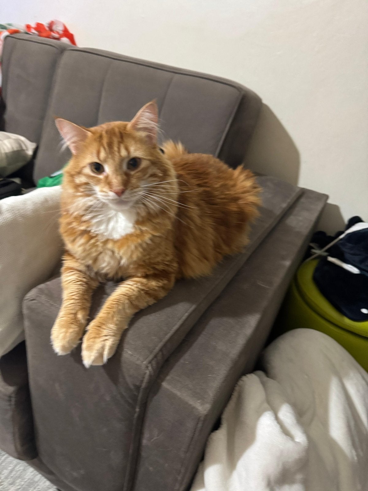 Langharige kat ter adoptie, Dieren en Toebehoren, Kater