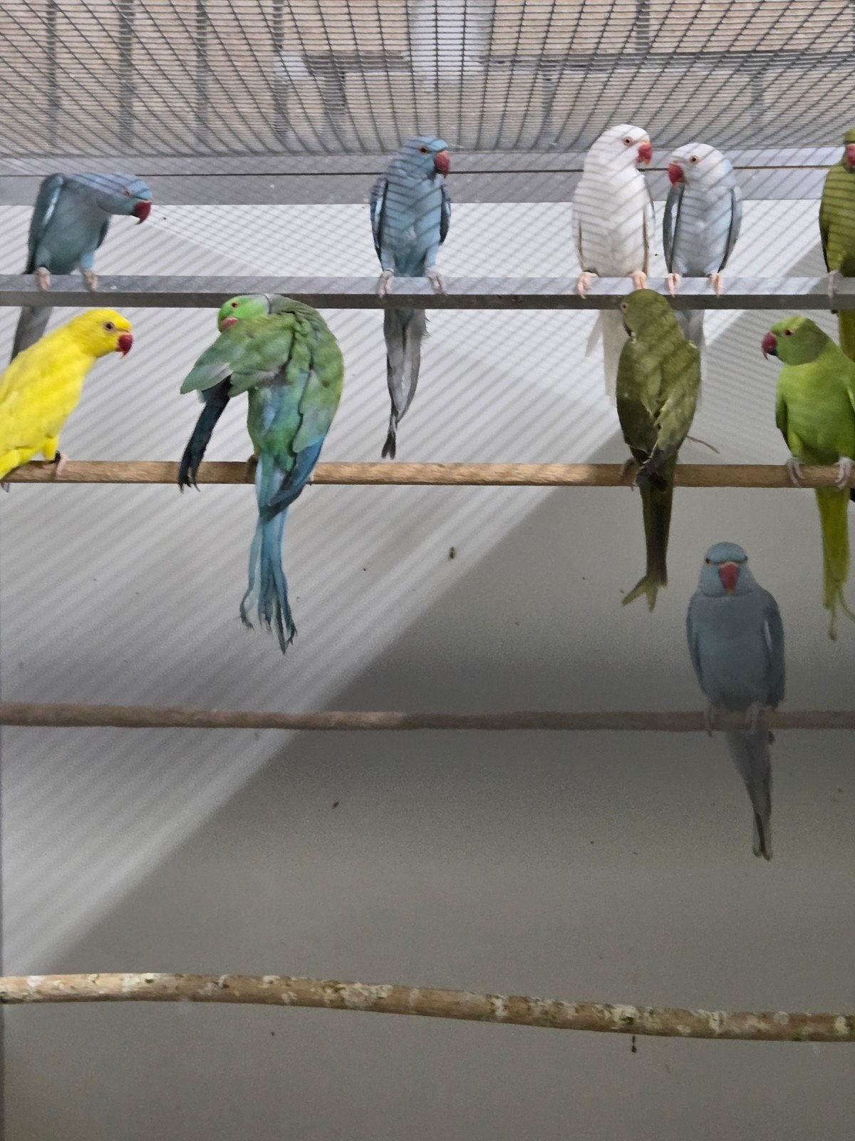 10 halsband parkieten, Dieren en Toebehoren, Meerdere dieren, Parkiet