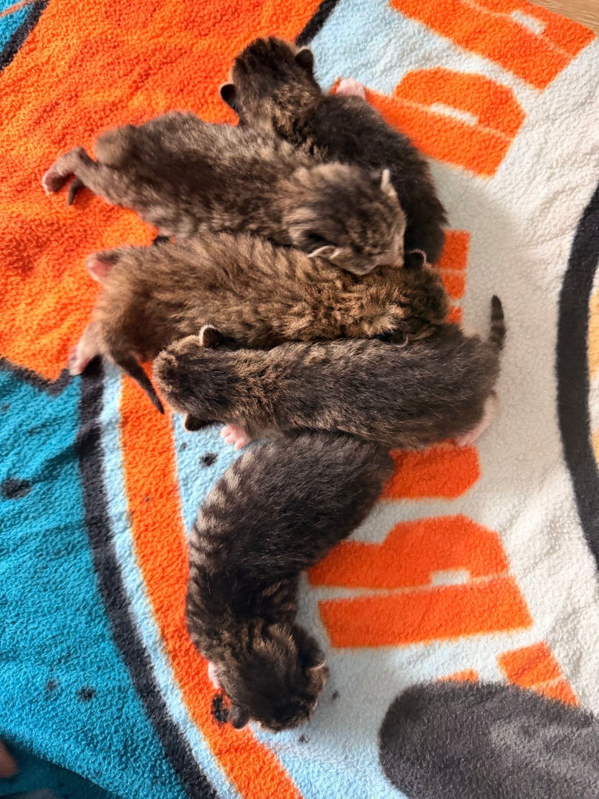 ️ EEN LIEFDEVOL THUIS GEZOCHT VOOR ONZE KLEINE WONDERTJES ️, 0 tot 2 jaar