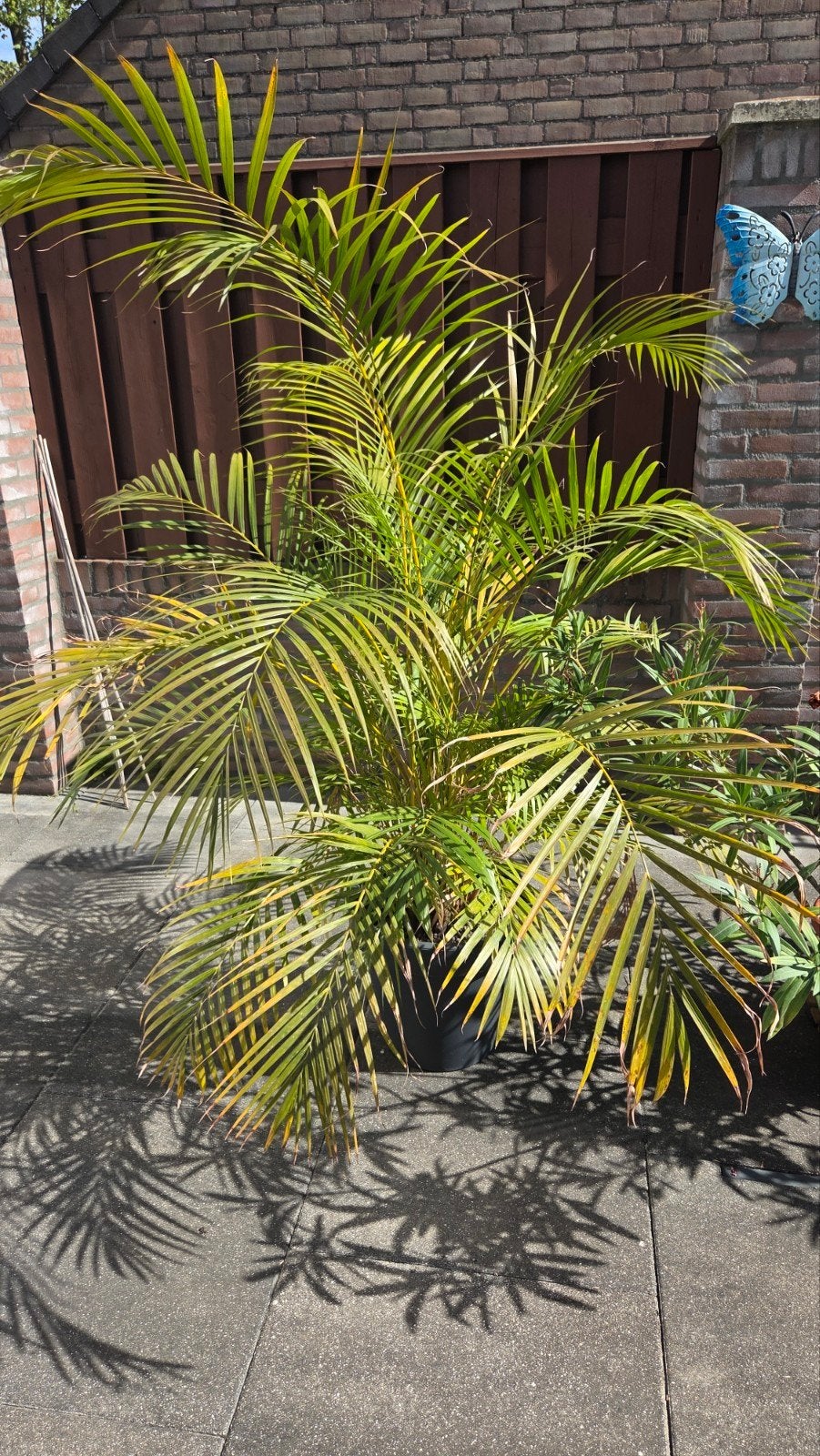 Grote Areca Palm in pot, Vaste plant, Bloeit niet, Halfschaduw, Ophalen