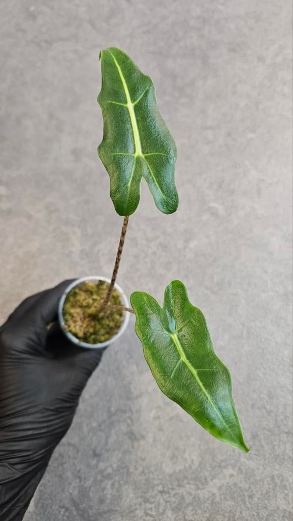 Alocasia Sarian, Ophalen of Verzenden, Halfschaduw, Minder dan 100 cm