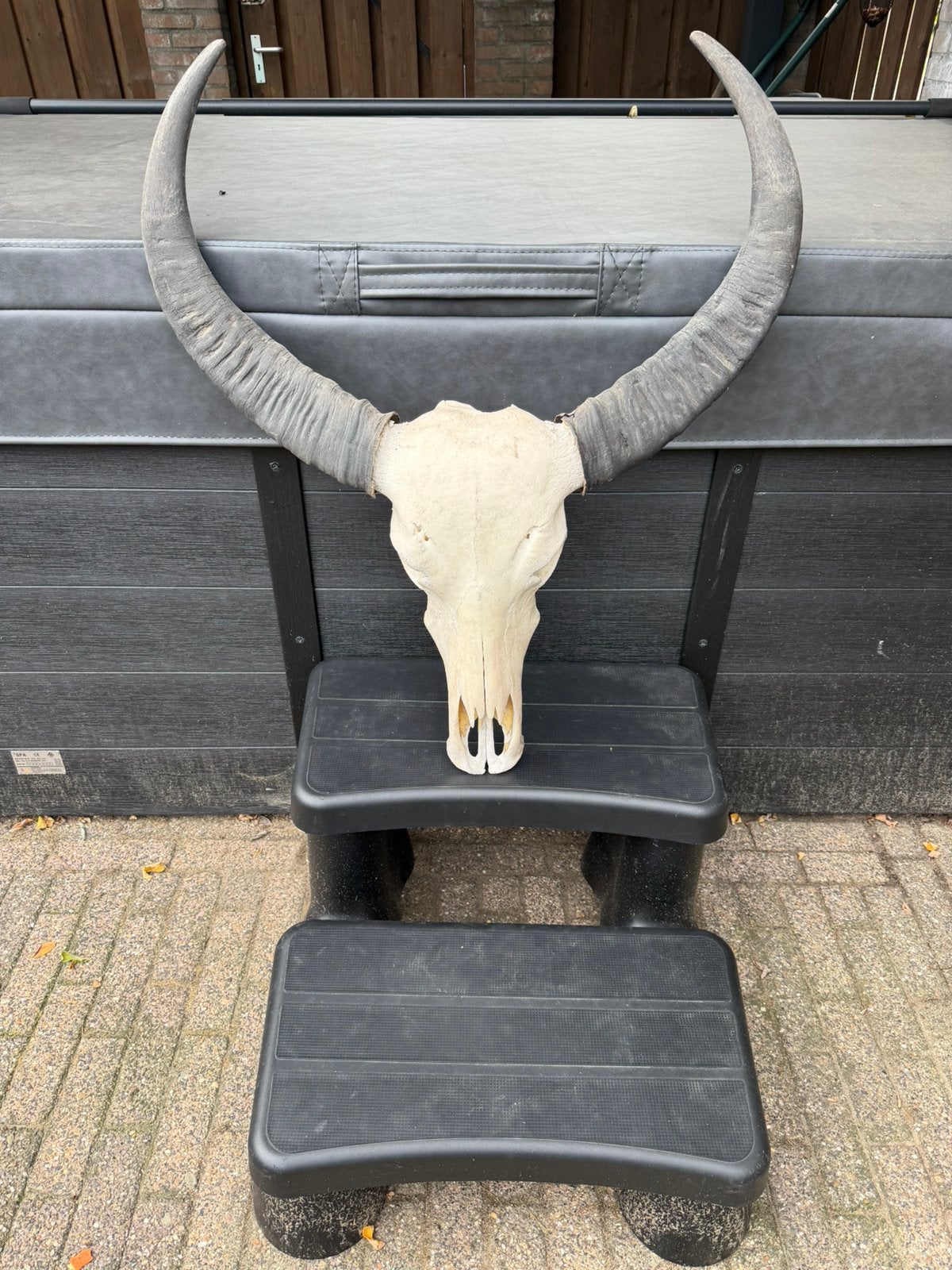 Buffel schedel met hoorns skull, Ophalen, Zo goed als nieuw