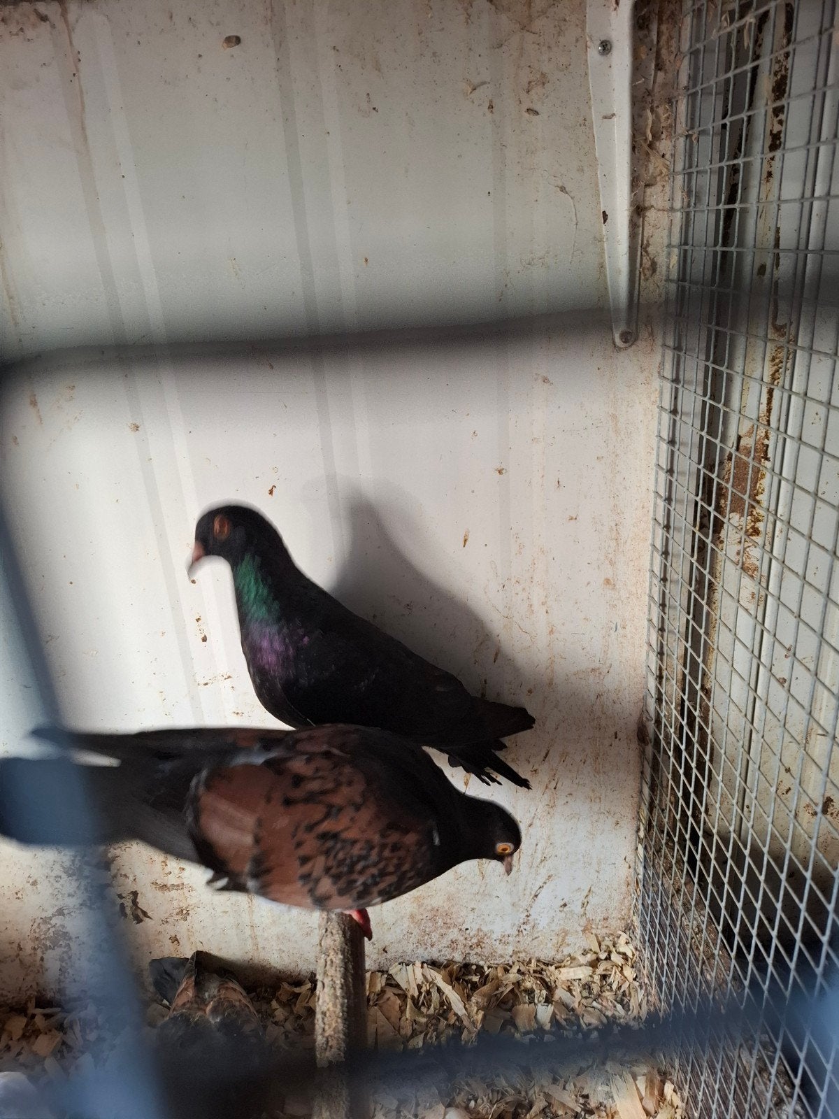 Koppel sierduiven, Dieren en Toebehoren, Meerdere dieren, Overige soorten