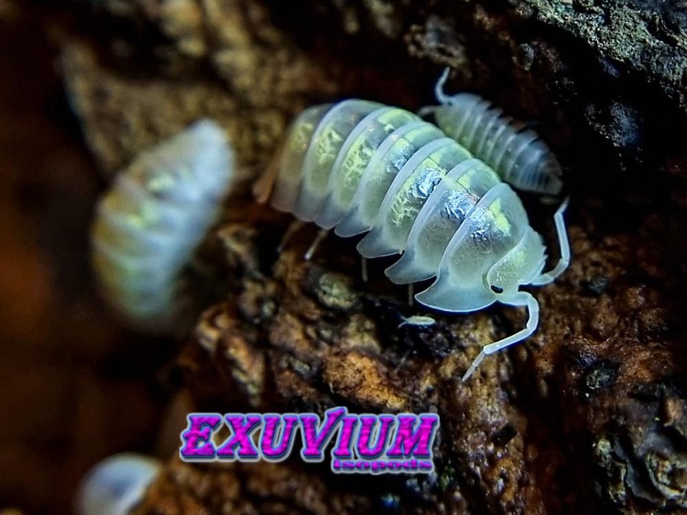 Armadillidium depressum Magic Potion pissebedden SALE OP=OP, Dieren en Toebehoren, Insecten en Spinnen, Overige soorten