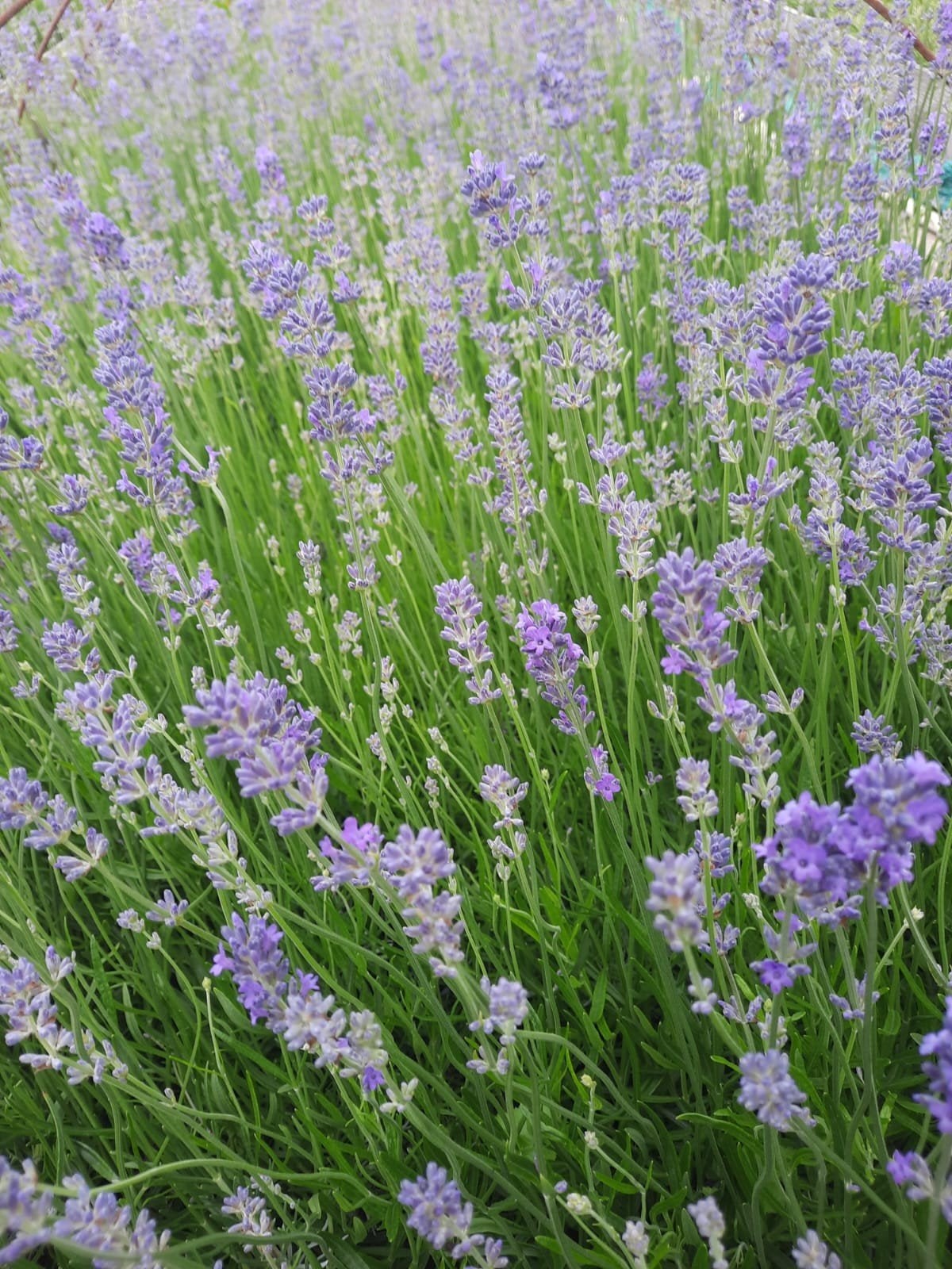Lavendel angustifolia winterhard in 2 liter pot, Tuin en Terras, Planten | Bomen, Overige soorten, Minder dan 100 cm, Zomer, Ophalen