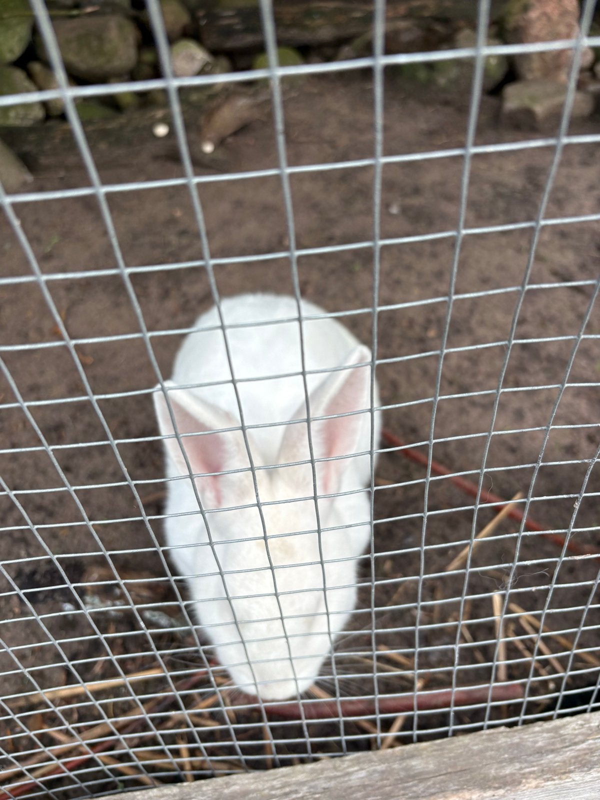 Mooie lieve witte Lotharinger voedster, Dieren en Toebehoren, Konijnen, Vrouwelijk, Groot, 0 tot 2 jaar