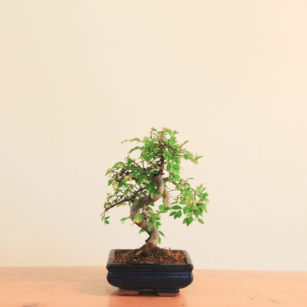 Bonsai Ulmus Parvifolia, In pot, Bloeit niet, Halfschaduw, Minder dan 100 cm