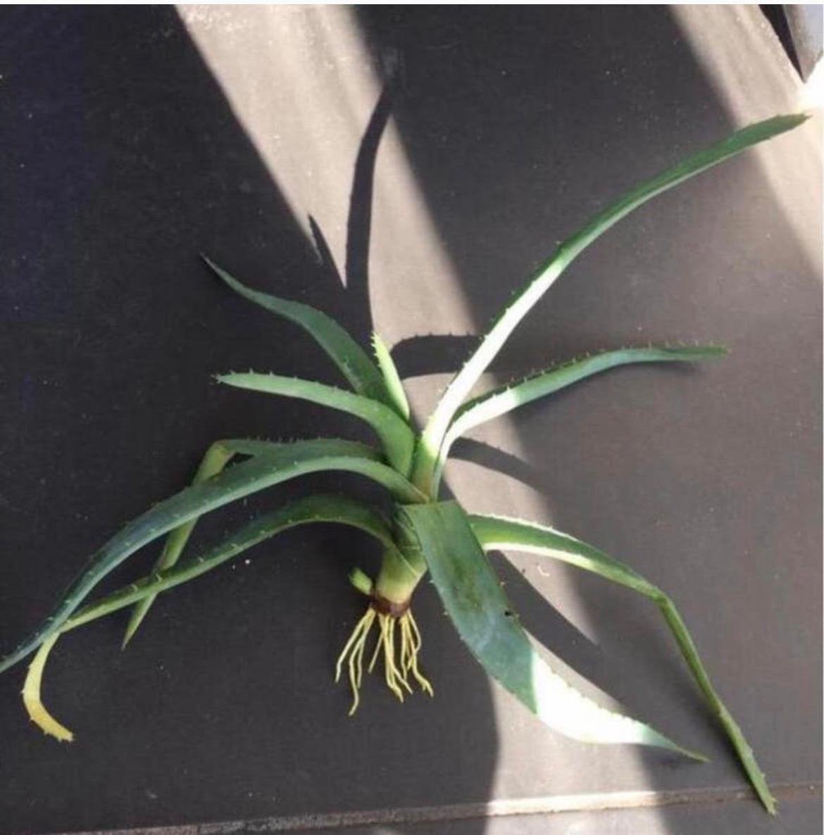 Biologische gezonde Aloë Vera plantjes en stekjes, Vetplant, In pot, Minder dan 100 cm, Bloeiende kamerplant