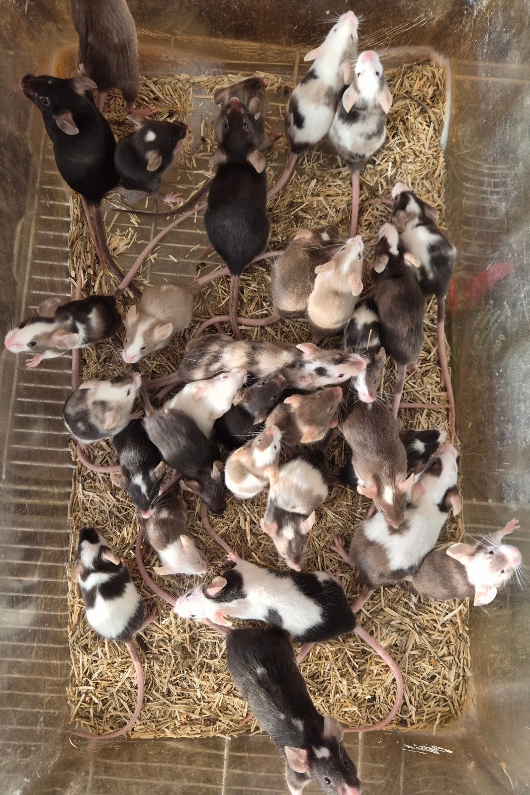 kleurmuizen, Augustus, Muis, Meerdere dieren, Tam