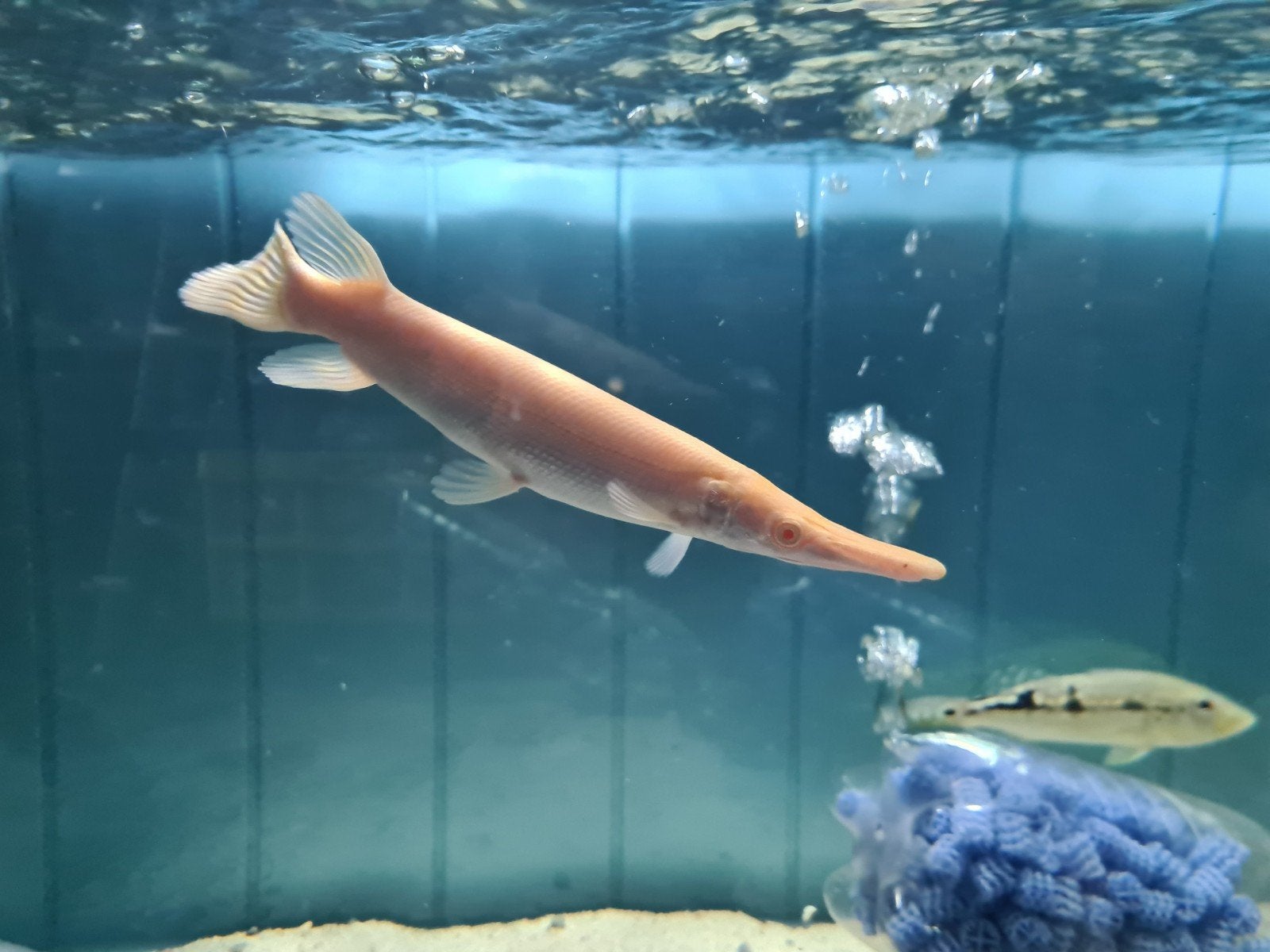 Albino Alligator Gar, Beensnoek, Atractosteus Spatula Albino, Dieren en Toebehoren, Vissen | Aquariumvissen, Vis, Zoetwatervis