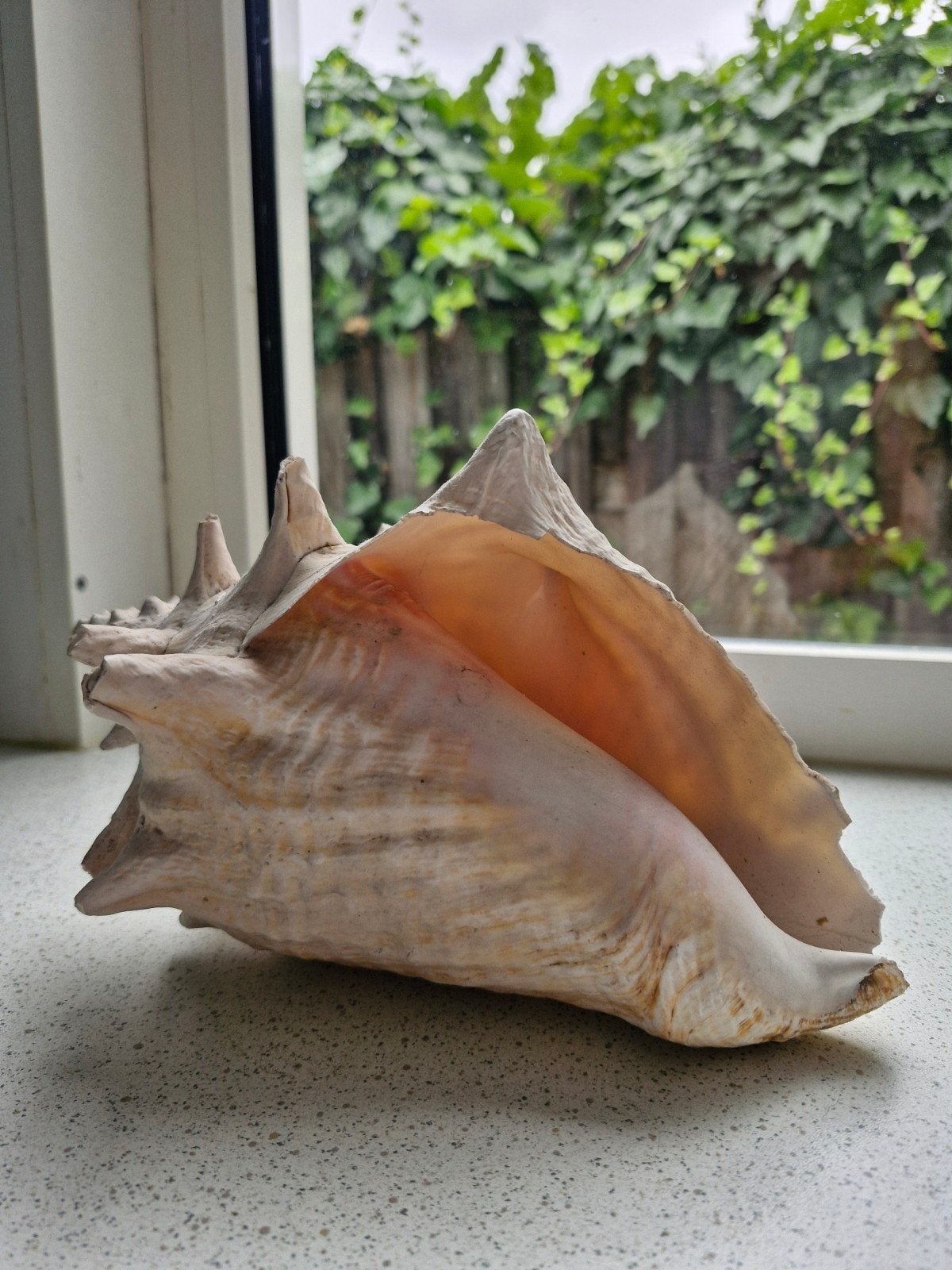 Grote zeeschelp (conch), Ophalen of Verzenden, Gebruikt
