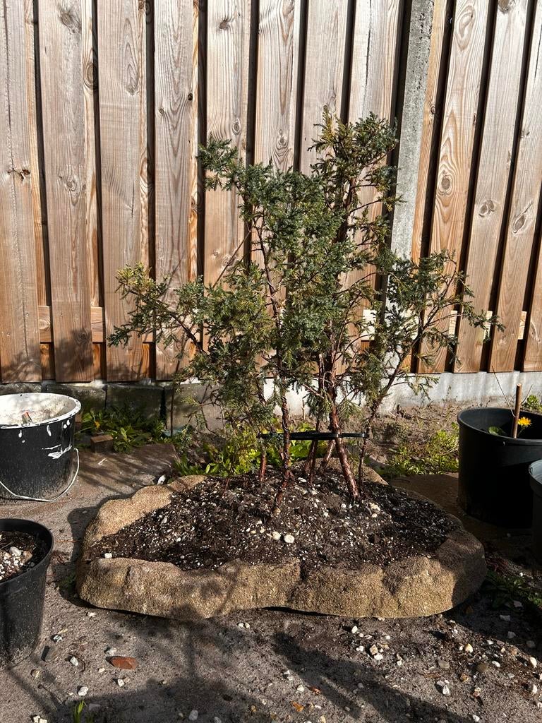 Bonsai bos, Tuin en Terras, Volle zon, Vaste plant, Bloeit niet, Ophalen