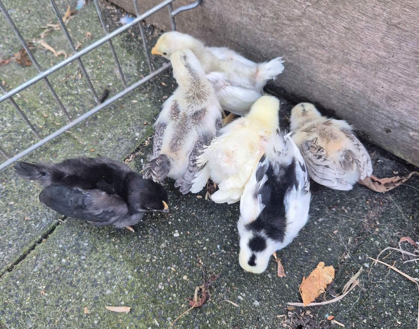 Cochinkriel en Serama kuikens!, Dieren en Toebehoren, Pluimvee, Geslacht onbekend, Kip