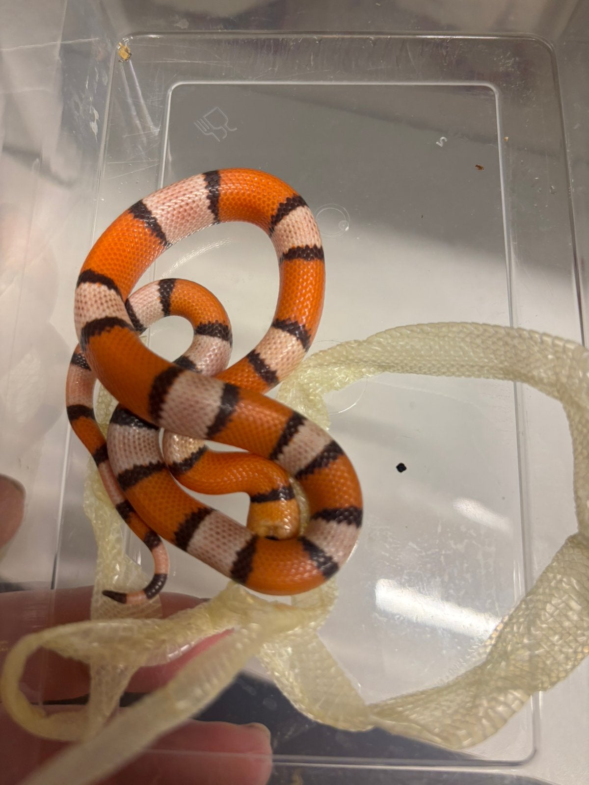 Trio bewezen lampropeltis hondurensis Kingsnake photo 4