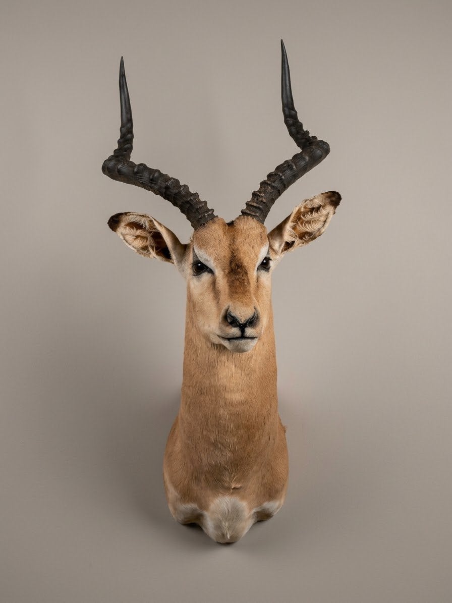 (Set) opgezette kop van een impala (Aepyceros melampus),, Verzamelen, Ophalen, Zo goed als nieuw, Wild dier, Gewei of Kop