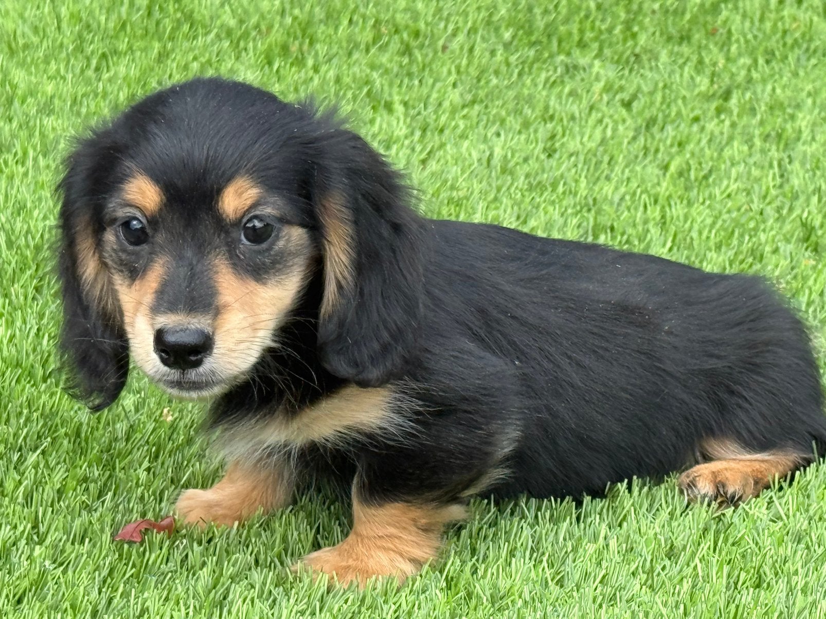 Langhaar langharige dwerg teckel creme & tan merle pups, Dieren en Toebehoren, Honden | Teckels en Dashonden, Nederland, Parvo