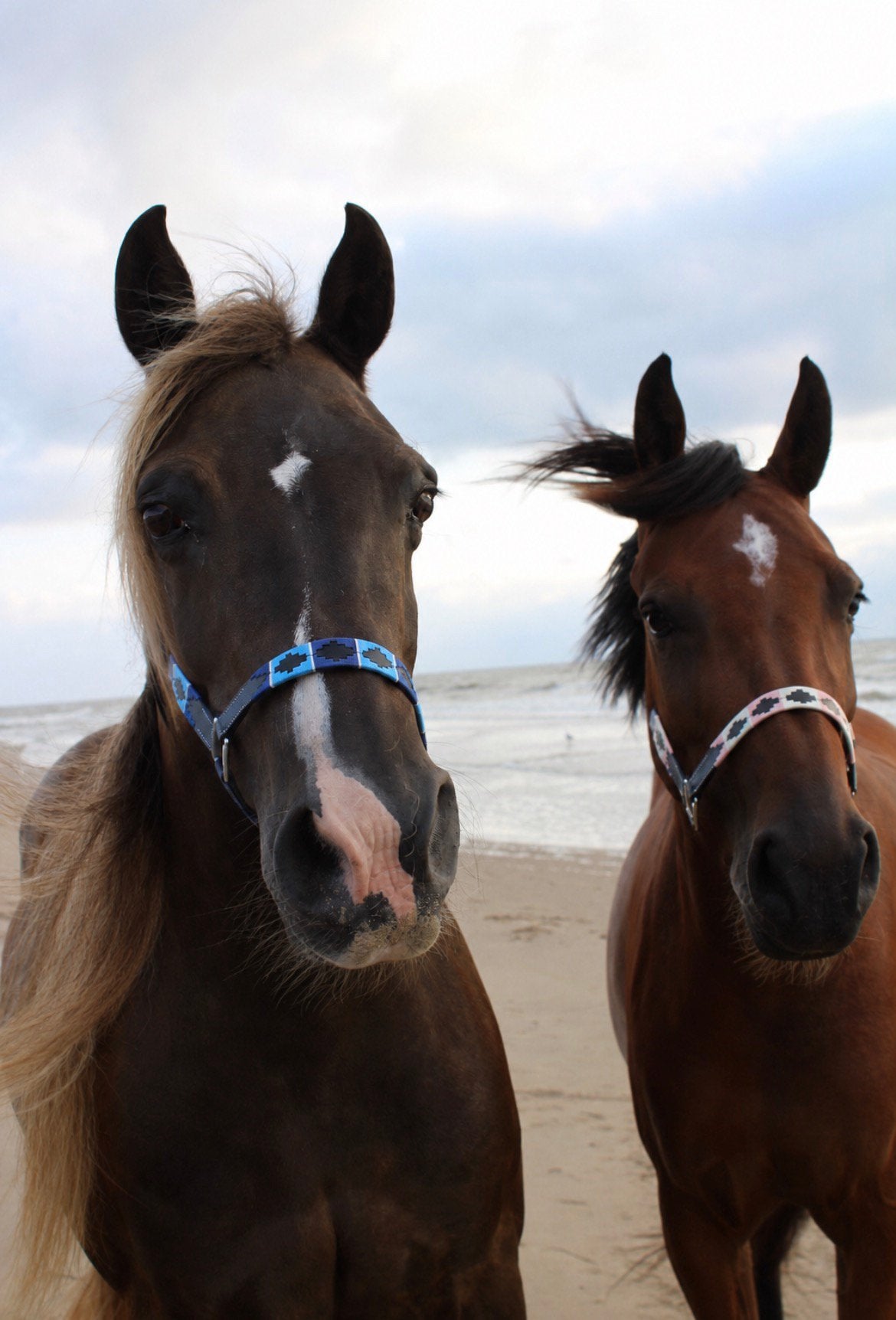 Gezocht: Enthousiaste stalhulp, Dieren en Toebehoren, Stalling en Weidegang