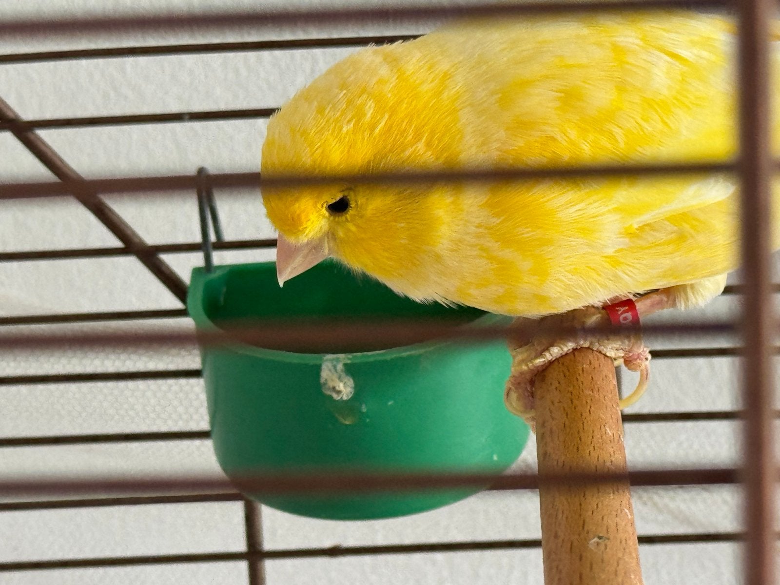 Kanarie (mantje)met kooi, Mannelijk, Zangkanarie