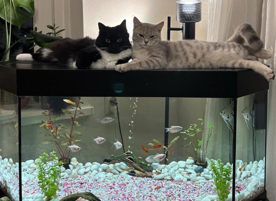 Twee lieve katten zoeken een nieuw liefdevol thuis, Dieren en Toebehoren, Kater, 0 tot 2 jaar