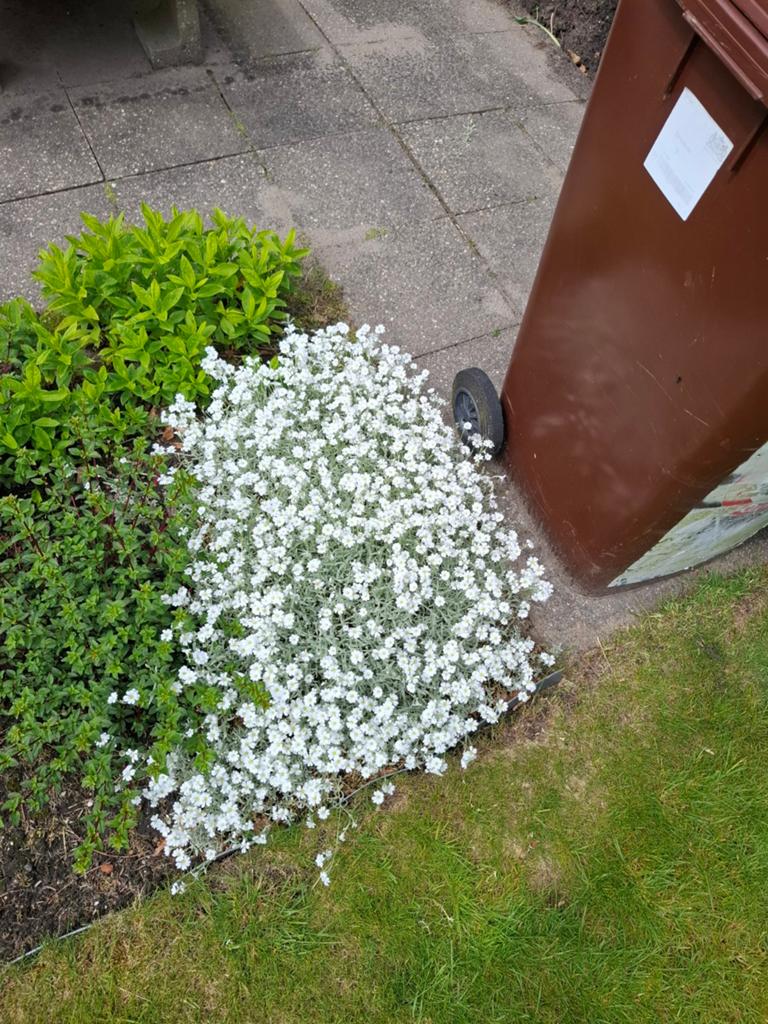 Cerastium tomentosum (Viltige hoornbloem) - zelf eruit halen, Ophalen