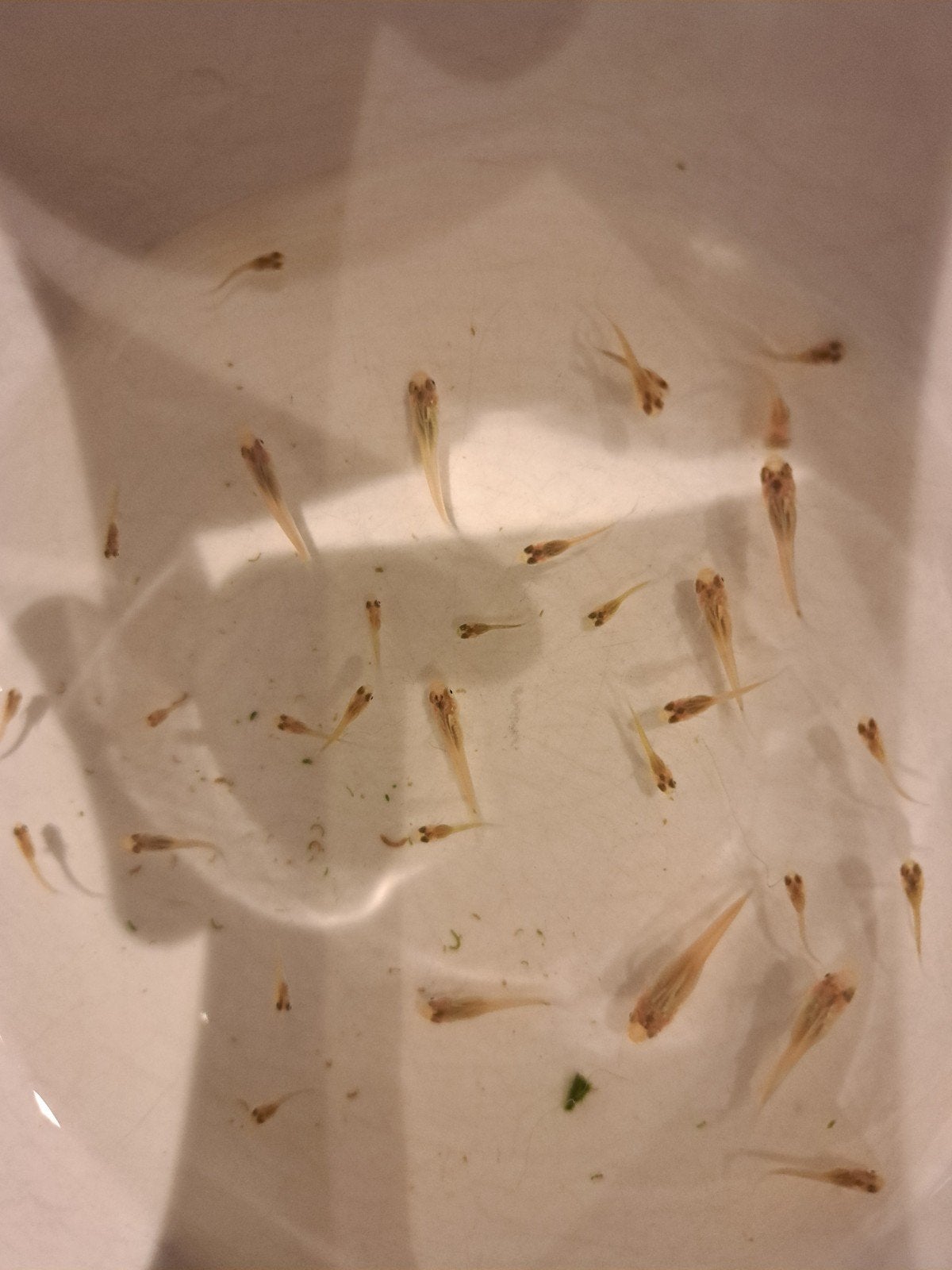 Guppen, Overige soorten