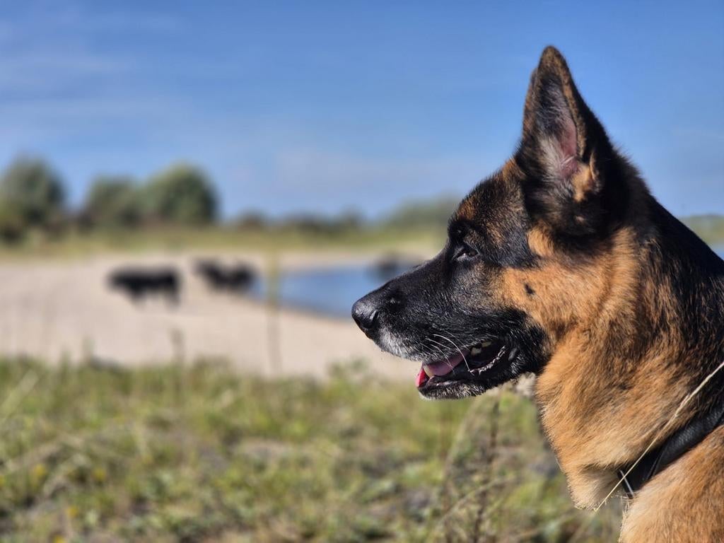 Herdershond reu 5 jaar, Dieren en Toebehoren, Honden | Herdershonden en Veedrijvers, Reu, Eén hond, 3 tot 5 jaar, Herder