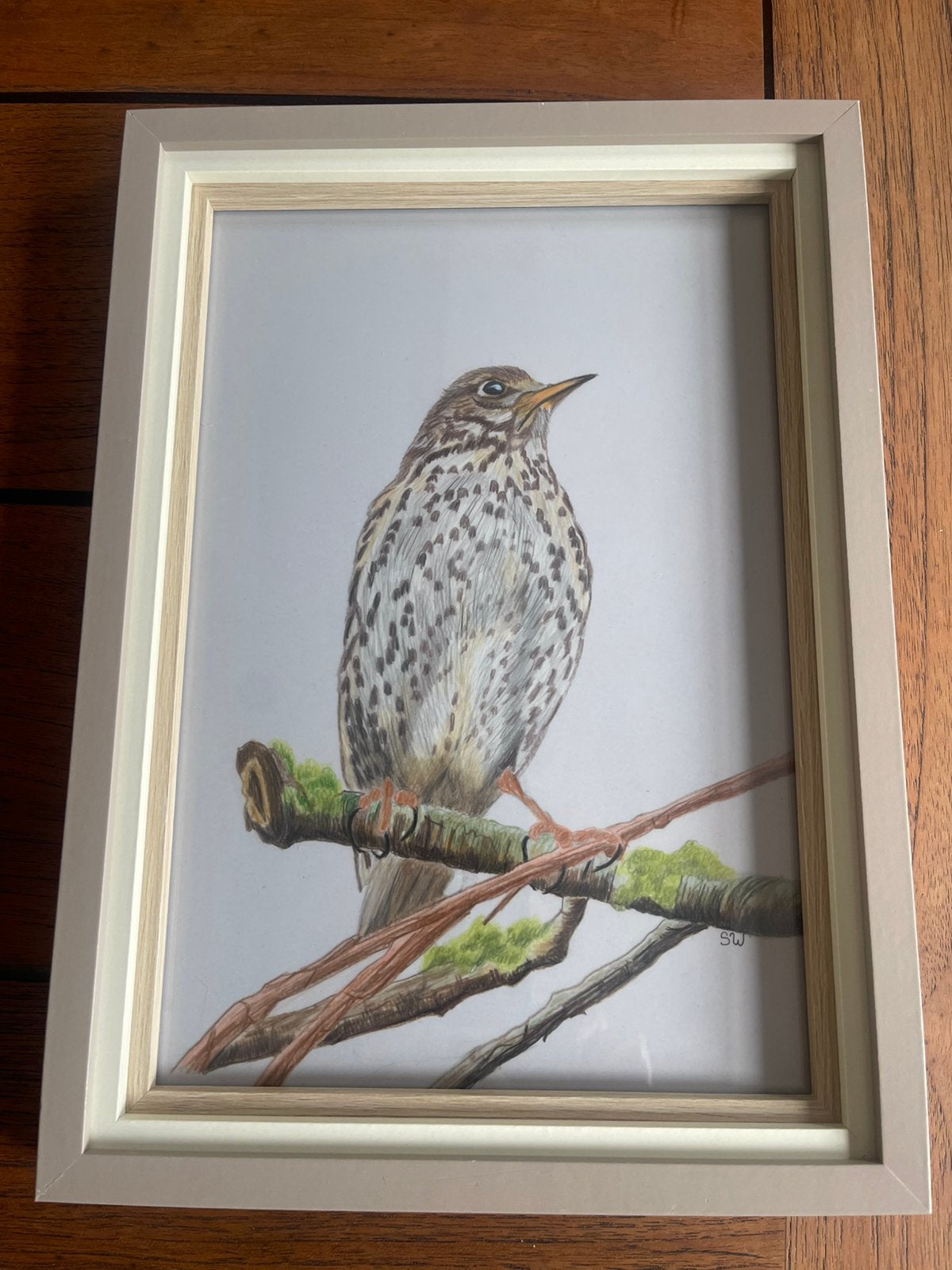 Lijster tekening., Ophalen of Verzenden