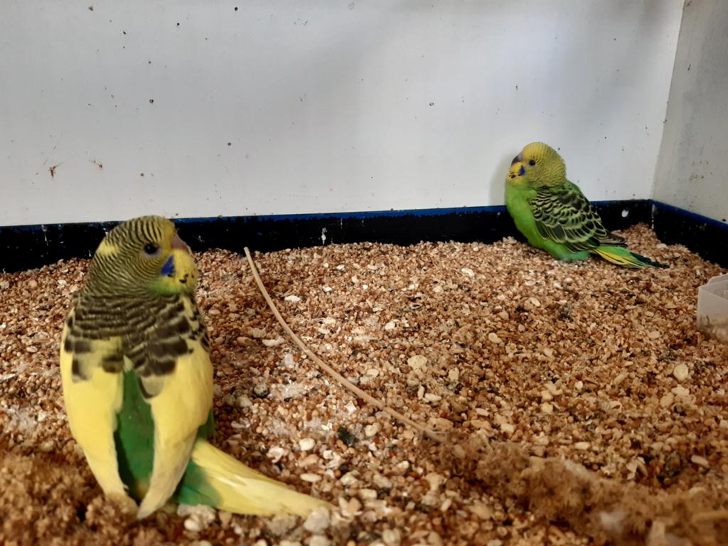 Mooie hele jonge grasparkieten leuk om verder tam te maken, Dieren en Toebehoren, Vogels | Parkieten en Papegaaien, Meerdere dieren