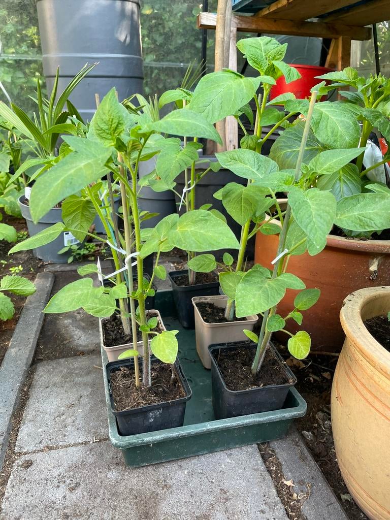 Gele cherry tomaat super zoet €2,50 st, Ophalen, Eenjarig, Groenteplanten, Volle zon
