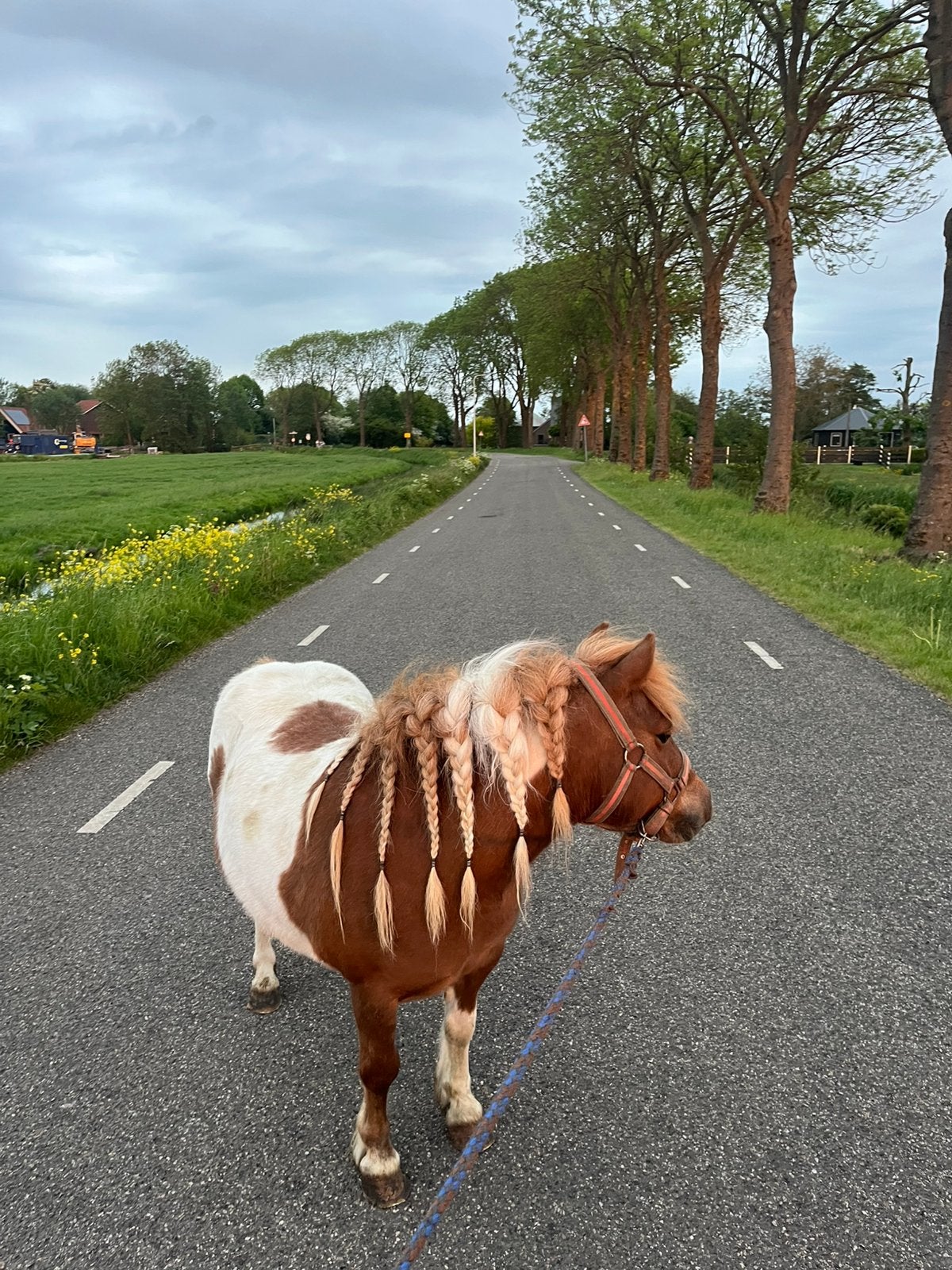 Shetlander hengst gezocht, Hengst, A pony (tot 1.17m), 3 tot 6 jaar
