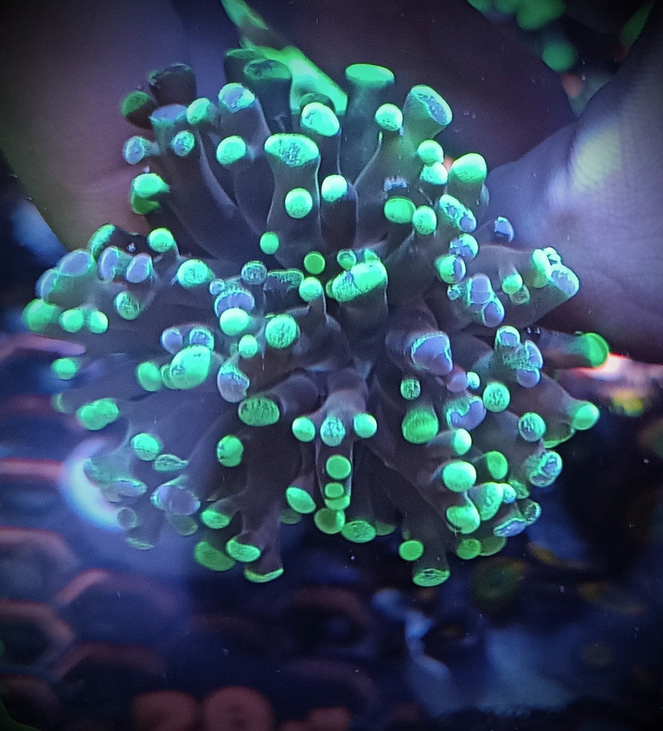 euphyllia divisa Green splatter Frogspawn (druif), Dieren en Toebehoren, Vissen | Aquariumvissen, Overige typen, Zoutwatervis