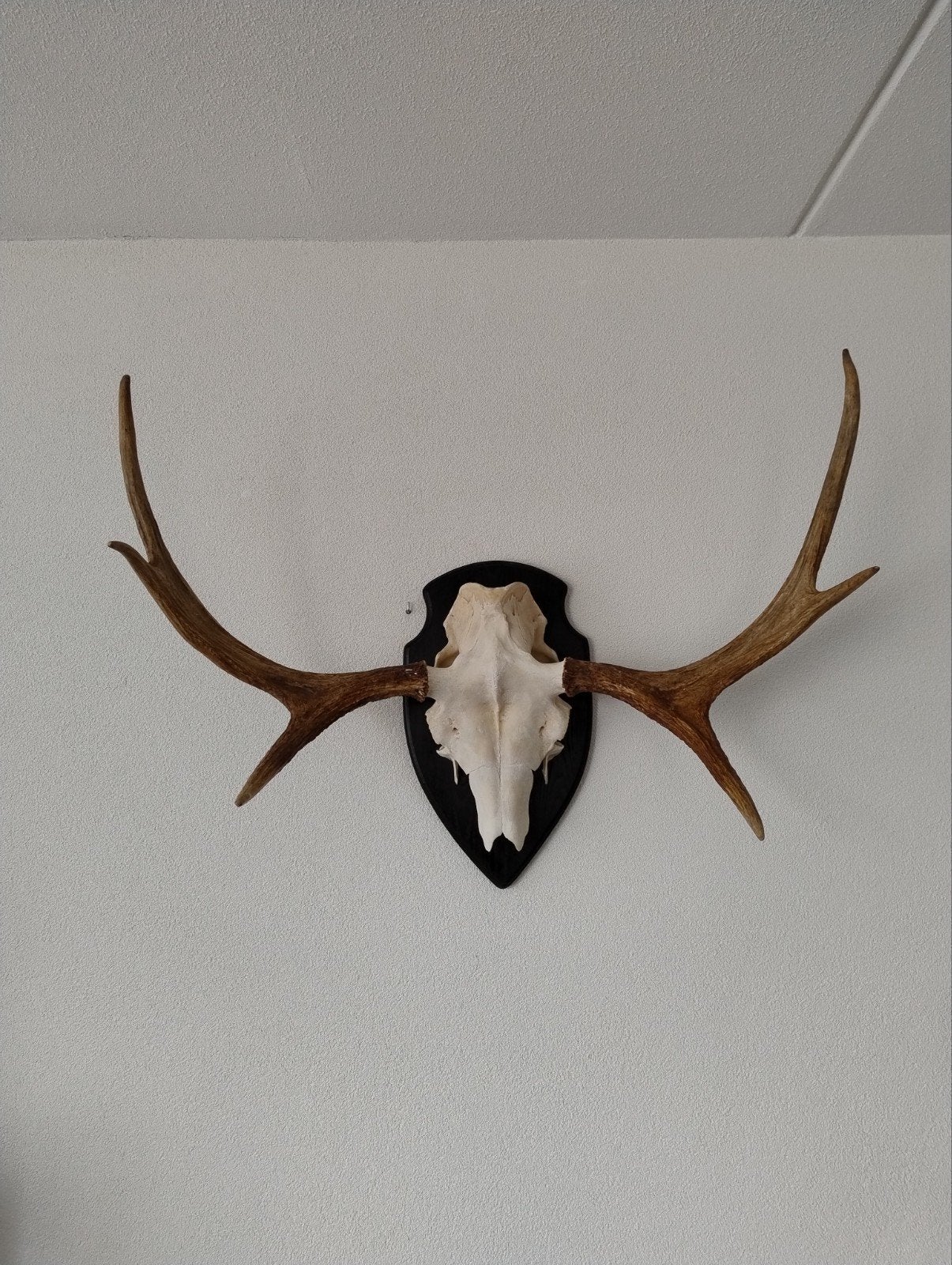 Eland schedel, gewei 6-ender, Ophalen, Hert, Schedel