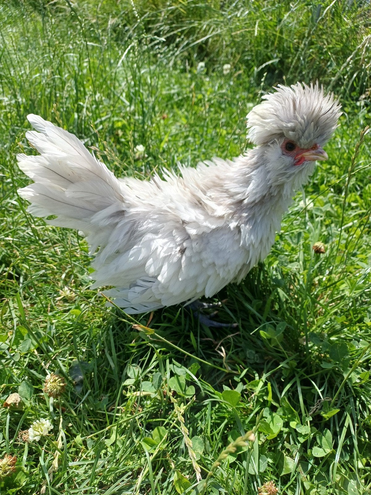Jonge Padua haantjes, verschillende kleuren, Dieren en Toebehoren, Pluimvee, Mannelijk, Kip