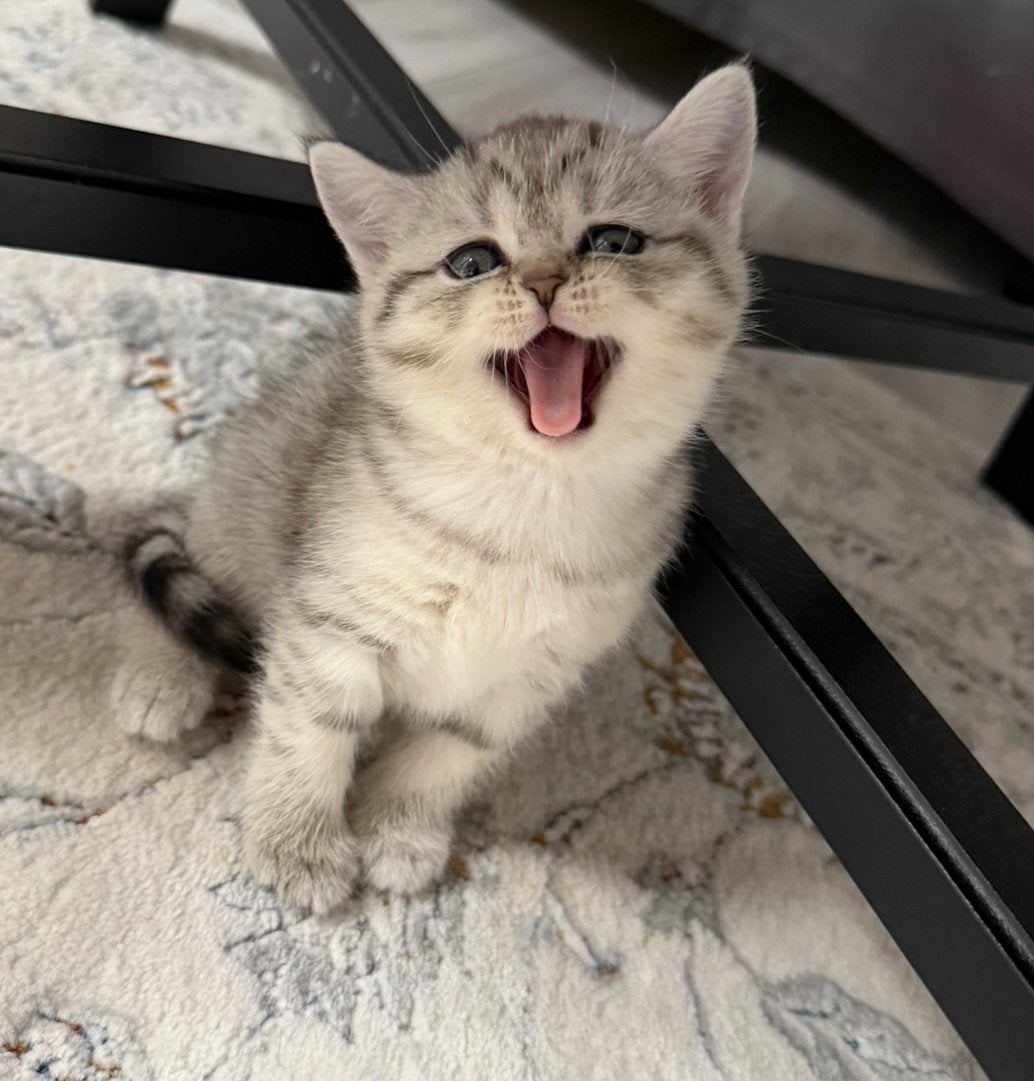 Raszuivere Britse Korthaar Kittens. ( Katers ), Kater, Ontwormd, 0 tot 2 jaar