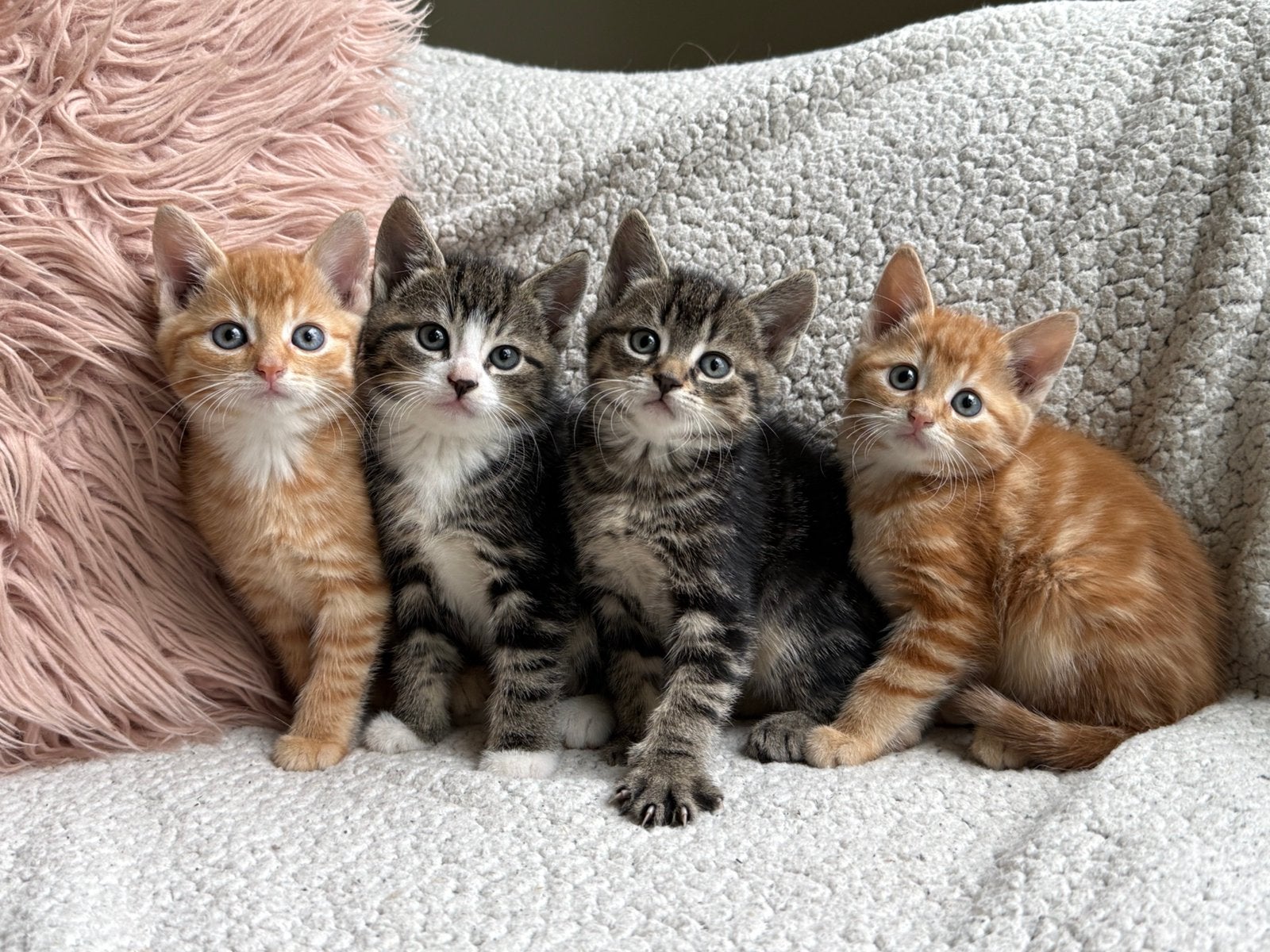 Knappe kittens zoeken nieuw personeel, Dieren en Toebehoren, Meerdere dieren