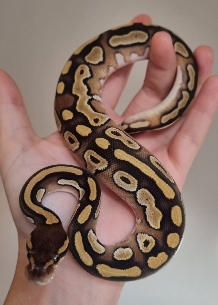 0.1 mojave 66% het dreamsicle koningspython Ball Python - female for sale from Snakesnballoons