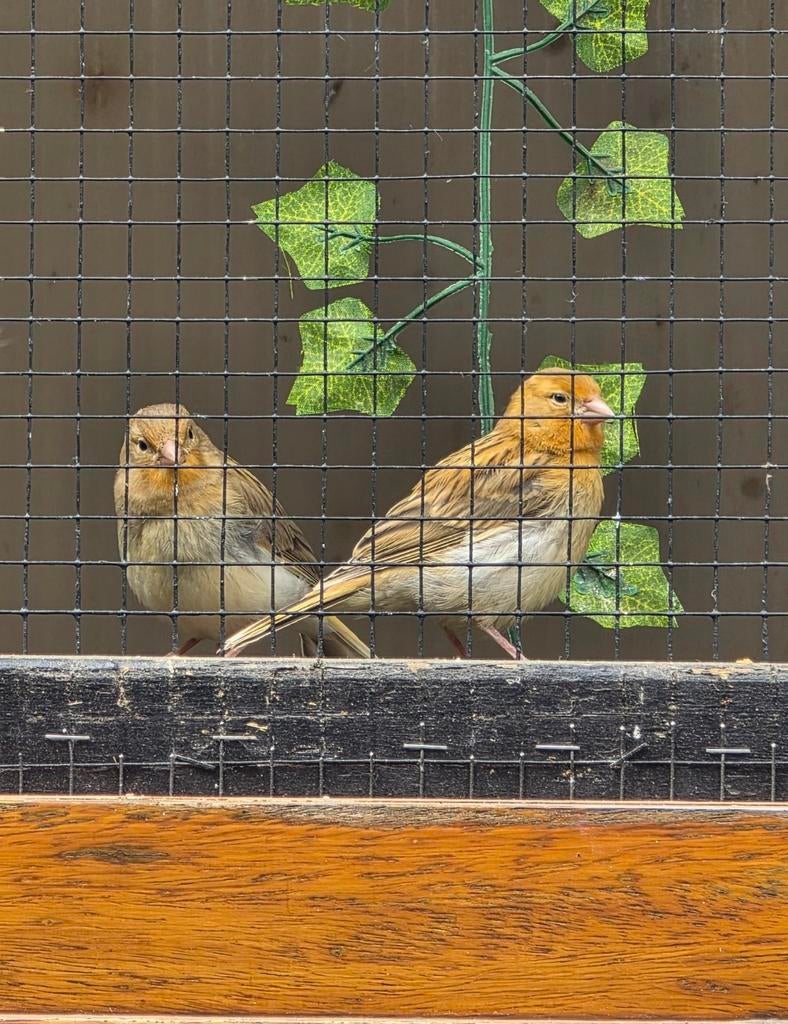Jonge kanaries, Dieren en Toebehoren, Vogels | Overige Vogels, Meerdere dieren