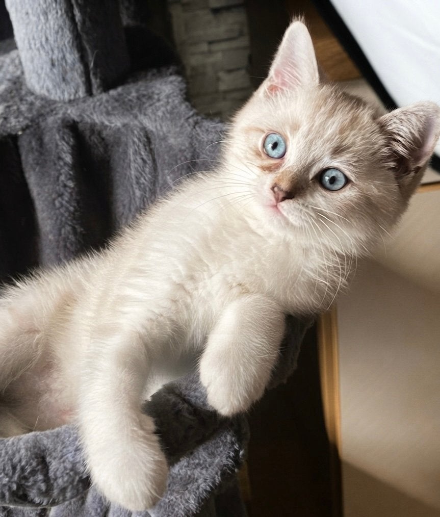 Milo zoekt een nieuw gouden mandje!, Kater