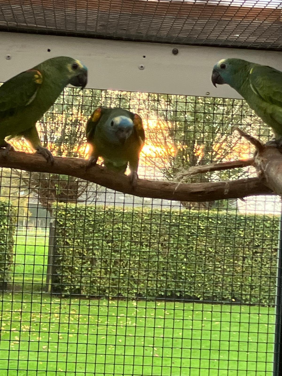 4 Blauwvoorhoofd Amazonepapegaai, Dieren en Toebehoren, Vogels | Parkieten en Papegaaien, Meerdere dieren, Papegaai, Geringd