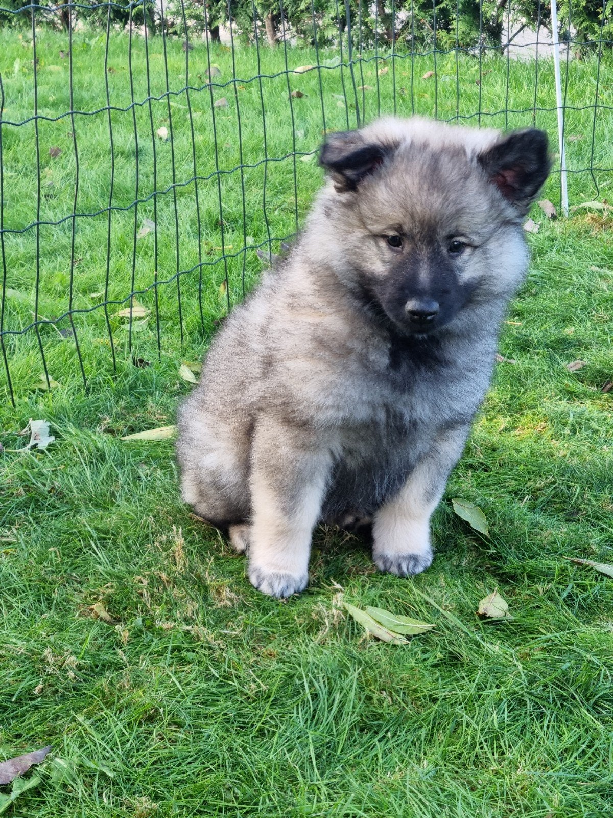 keeshond pups wolfsgrauw, Dieren en Toebehoren, 8 tot 15 weken, Meerdere, Meerdere dieren, Nederland