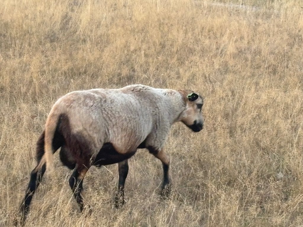 Maasduinen rammen, Mannelijk, Schaap, 0 tot 2 jaar